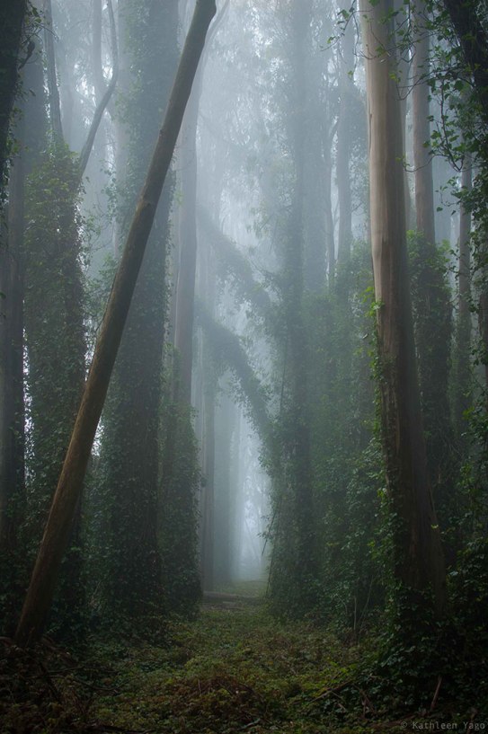 fog in woods